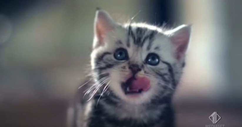 Pubblicita Whiskas Testimonial E Canzone Ultimo Spot E Raccolta Con Modelle E Musiche Usate Da Whiskas