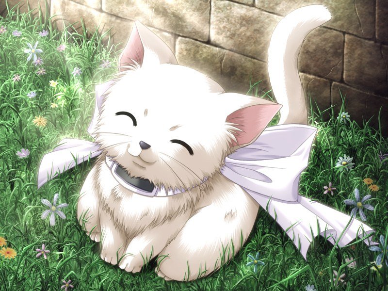 Kitty World: Cute Anime Kitten