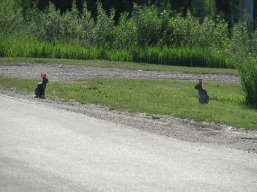 rabbits