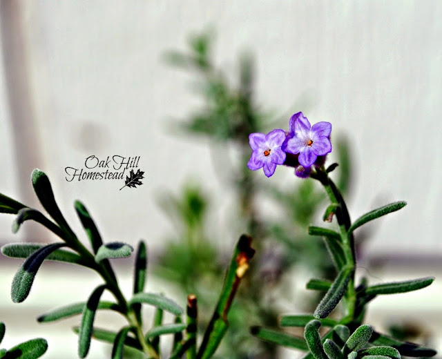Tiny purple flower on a rosemary plant.