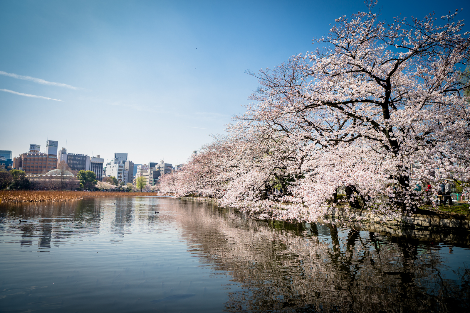 上野恩賜公園の桜の写真