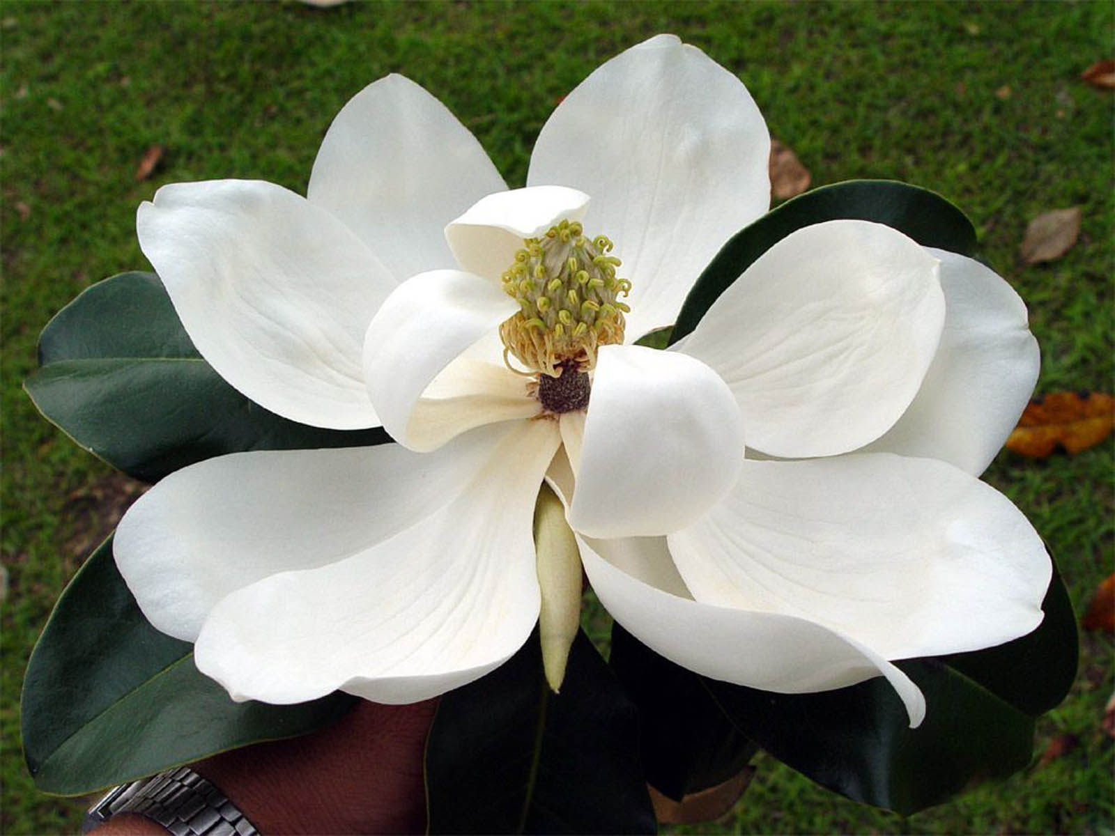 Wallpapers Southern Magnolia Flower Wallpapers HD Wallpapers Download Free Map Images Wallpaper [wallpaper376.blogspot.com]