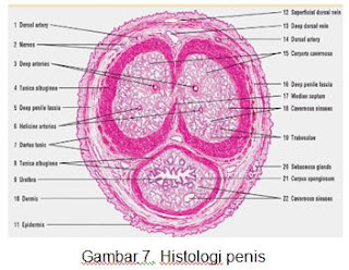 Histologi penis
