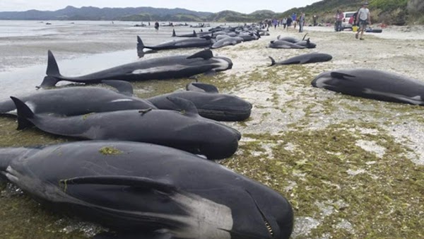 Encuentran 300 ballenas muertas en las costas de Nueva Zelanda
