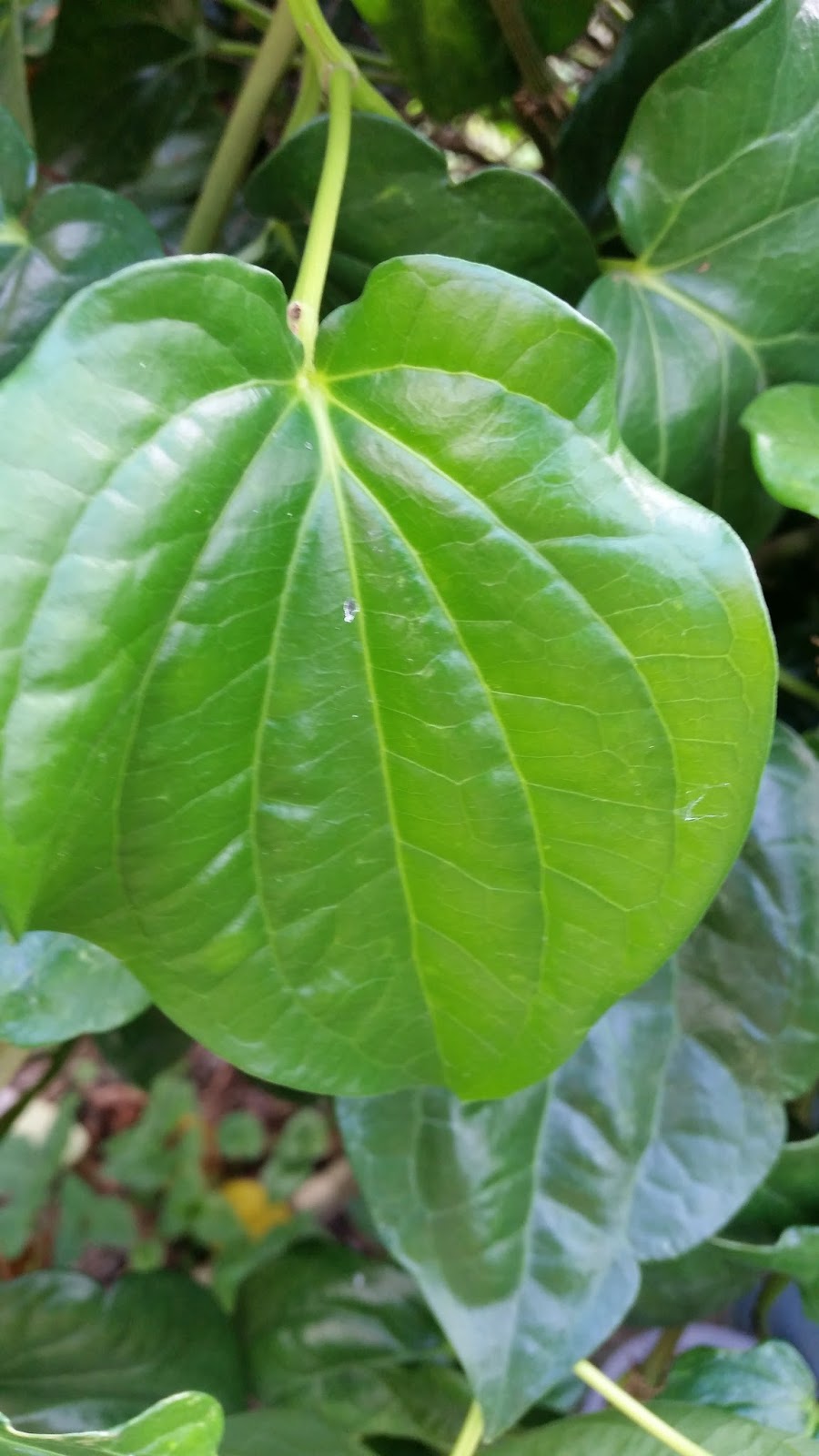 Warisan Petani Pokok Sirih 