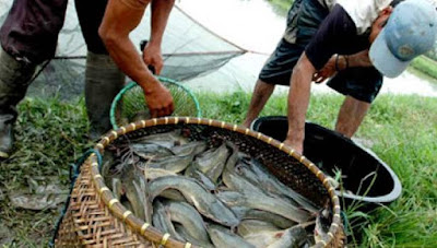 Peluang perjuangan budidaya ikan lele menguntungkan pic