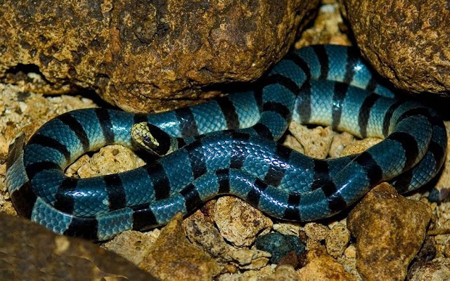 Cobra Krait malasiana azul