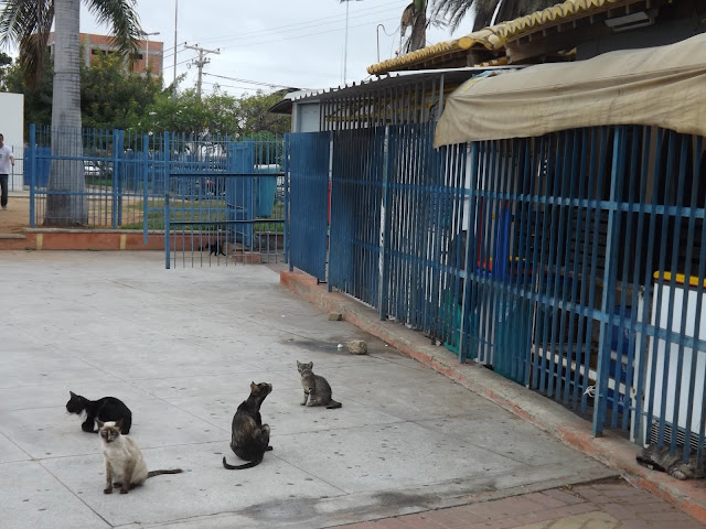 Papa-capim é o animal mais resgatado pela PM na Bahia