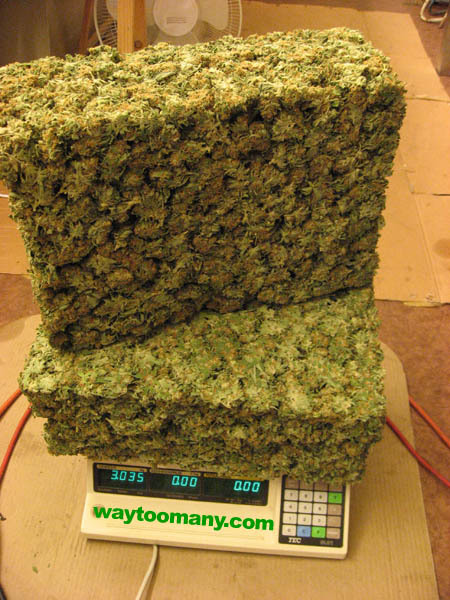 Kilos+Of+Weed.jpg