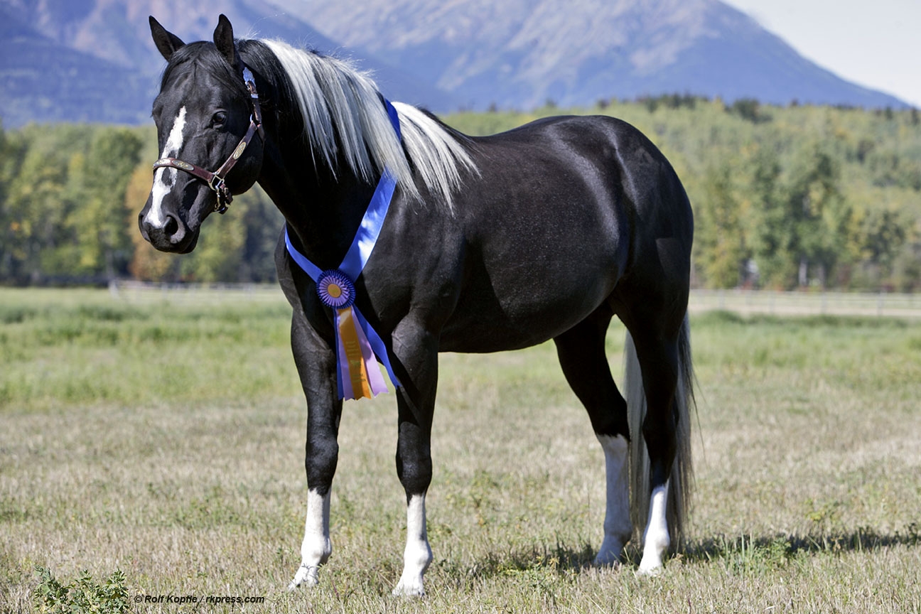 STALLIONS: Summers Black Genes APHA # 875,163