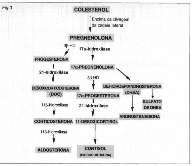 Força Total DHEA Saiba um poucos mais sobre a DHEA
