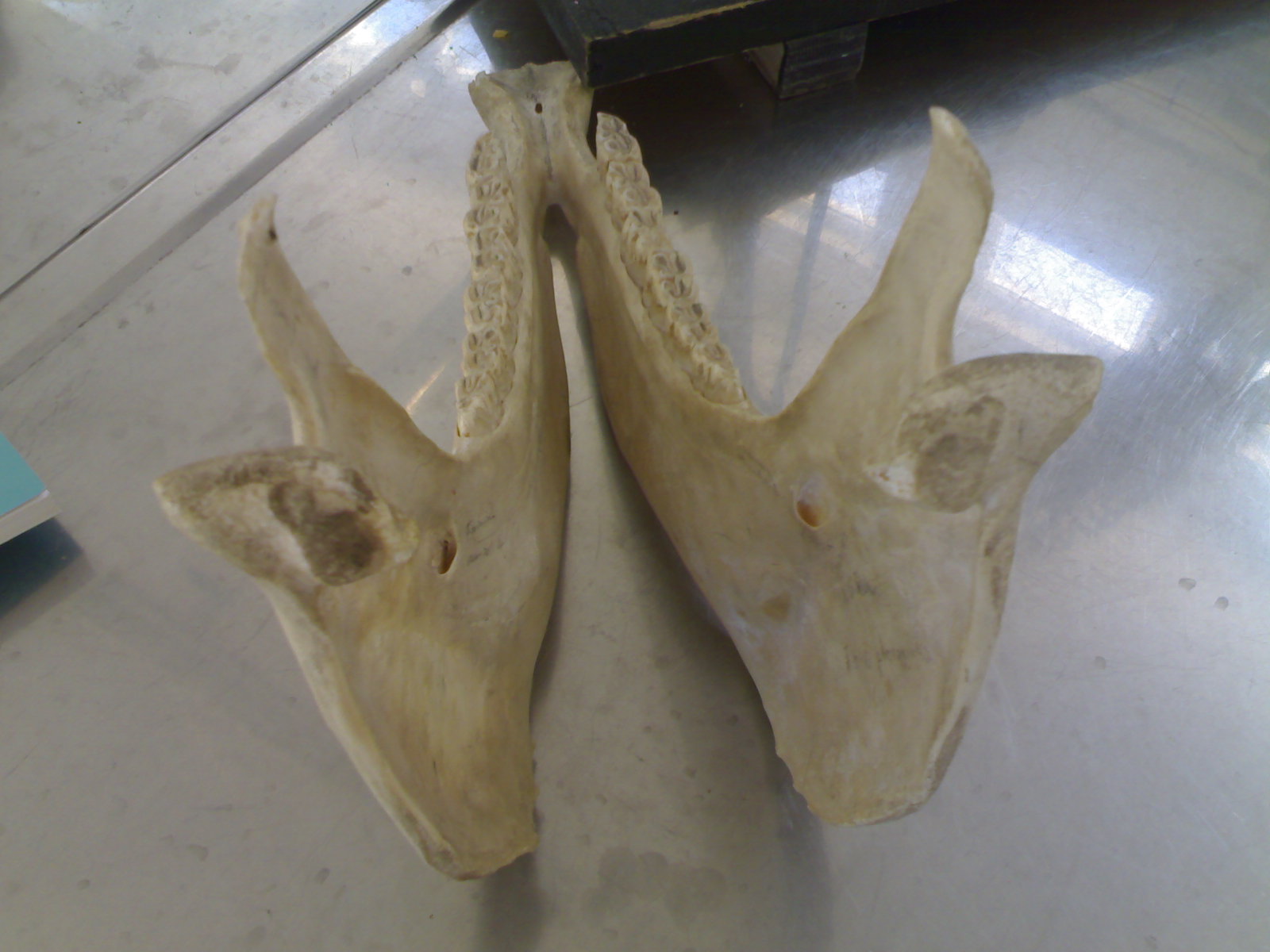 VETERİNER HAYVAN SAĞLIĞI HAKKINDA FAYDALI BİLGİLER ANATOMİ KEMİK RESİMLERİ