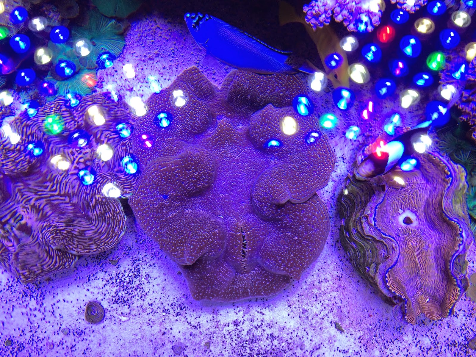 LED light reflecting on a REEF aquaria