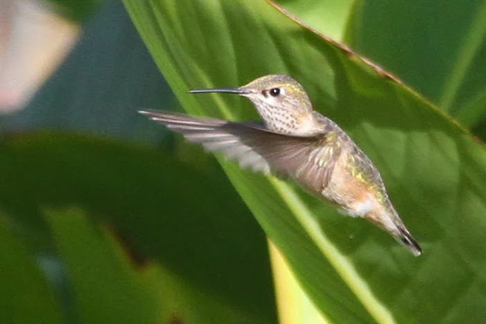 View from the Cape: Calliope Hummingbird