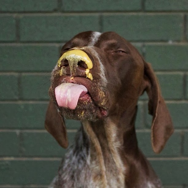 Discover the german shorthaired pointer dog Your Special Dog