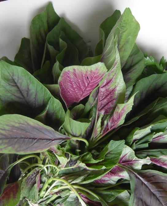 Gfscorner (金鱼堂) Red Spinach 苋菜 (xiàncài)