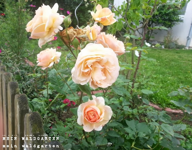 © Mein Waldgarten: Geh'n wir in den Garten