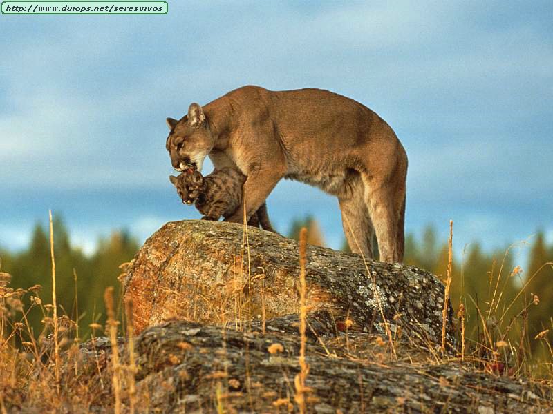 Ciudaddelosgatos: animales