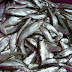 Sute de kg de pește, fără documente legale, descoperite de polițiști în Grivița și Alexeni