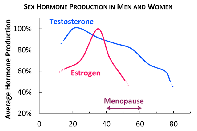 Perjalanan Hormon Estrogen Menjelang Menopouse Perjalanan Hormon Estrogen Menjelang Menopouse