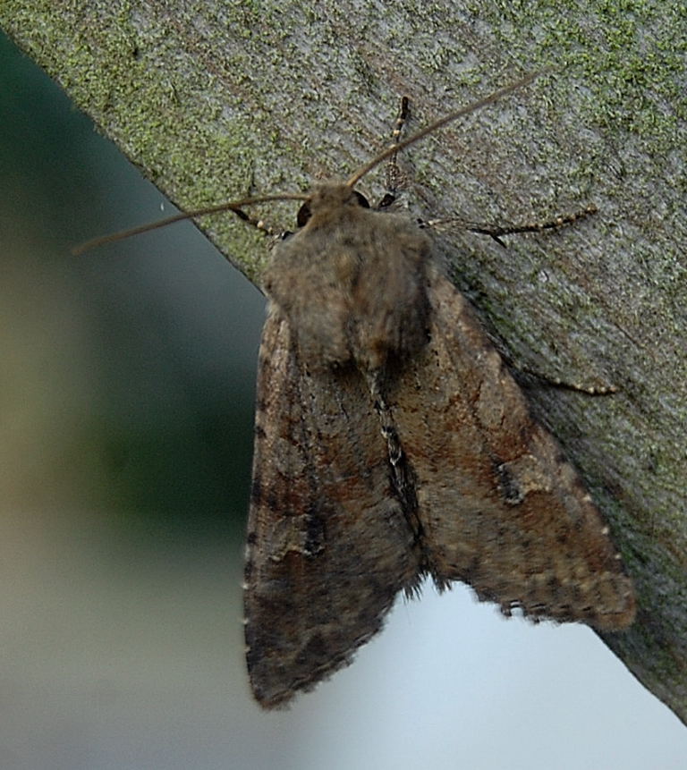 Little Hadham Birding: Moth round up