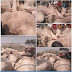 Fulani Herdsmen Take Their Dead Cows To Emir’s Palace After Being Attacked (Photos)