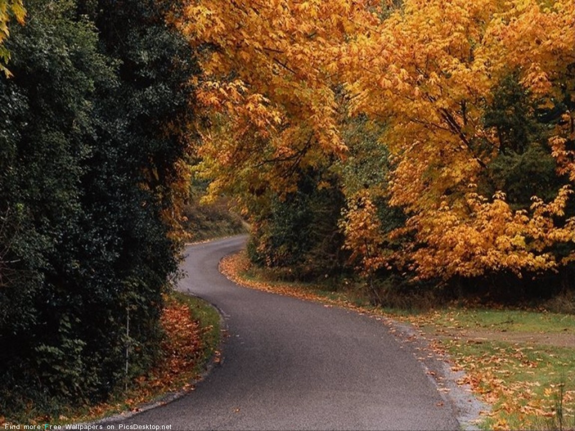Golden roads. Осенняя пора. Дорога в лесу фото. Заболоцкий осень. Н Заболоцкий осеннее утро.