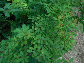 Fl Wers W Rld Baby S Breath Spirea