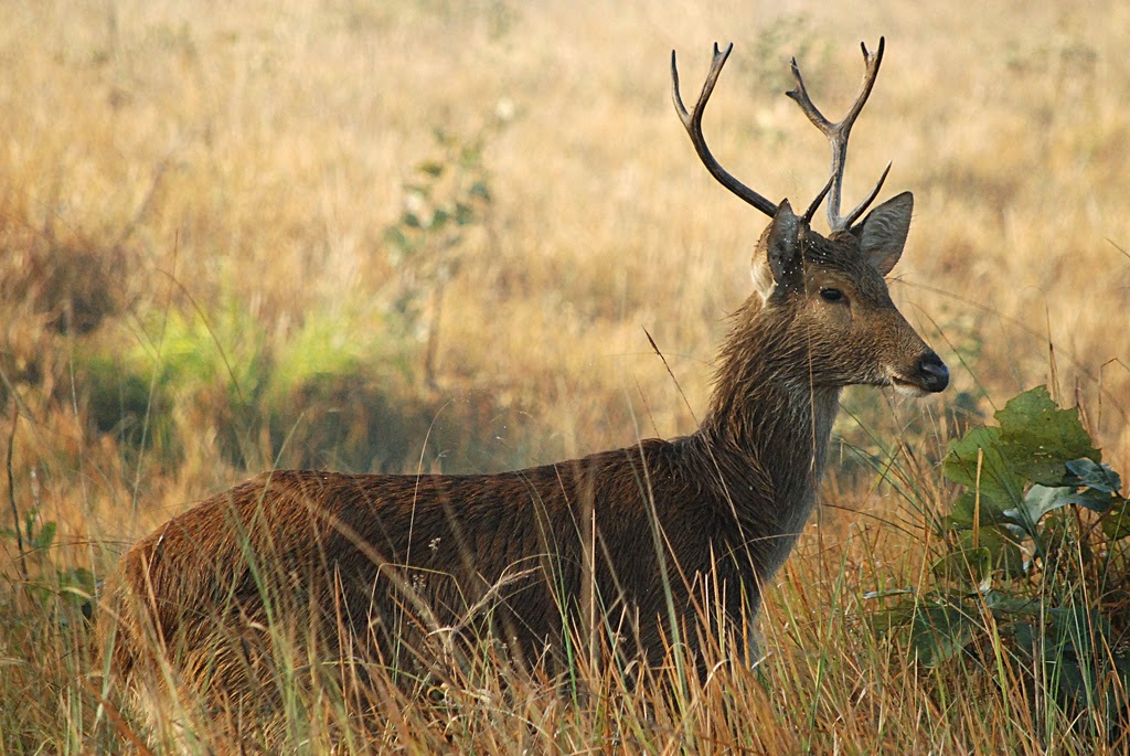Swamp Deer Animals Interesting Facts & Latest Pictures Animals Lover