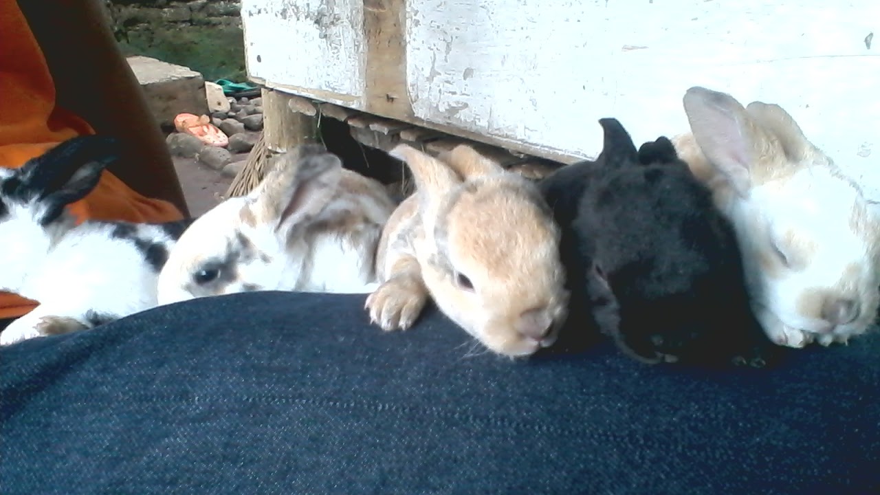 Suhu Tubuh Normal Kelinci Arah angin berpengaruh Suhu Tubuh Normal Kelinci Arah angin berpengaruh