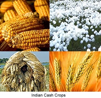 CROPS RELATED