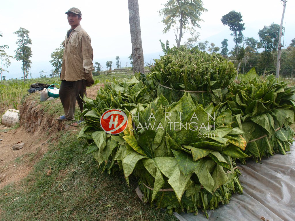 Tanaman Tembakau Di Temanggung Rusak Berat | Harian Jateng