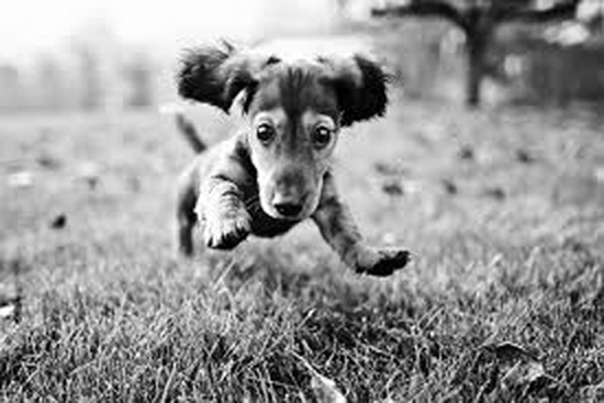 Leaping+puppy.jpeg