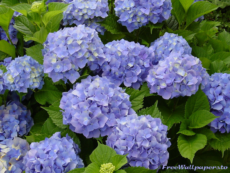 beautiful wallpaper: Beautiful Purple Flower Wallpaper