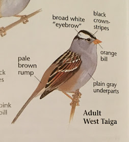 White-crowned Sparrow ID