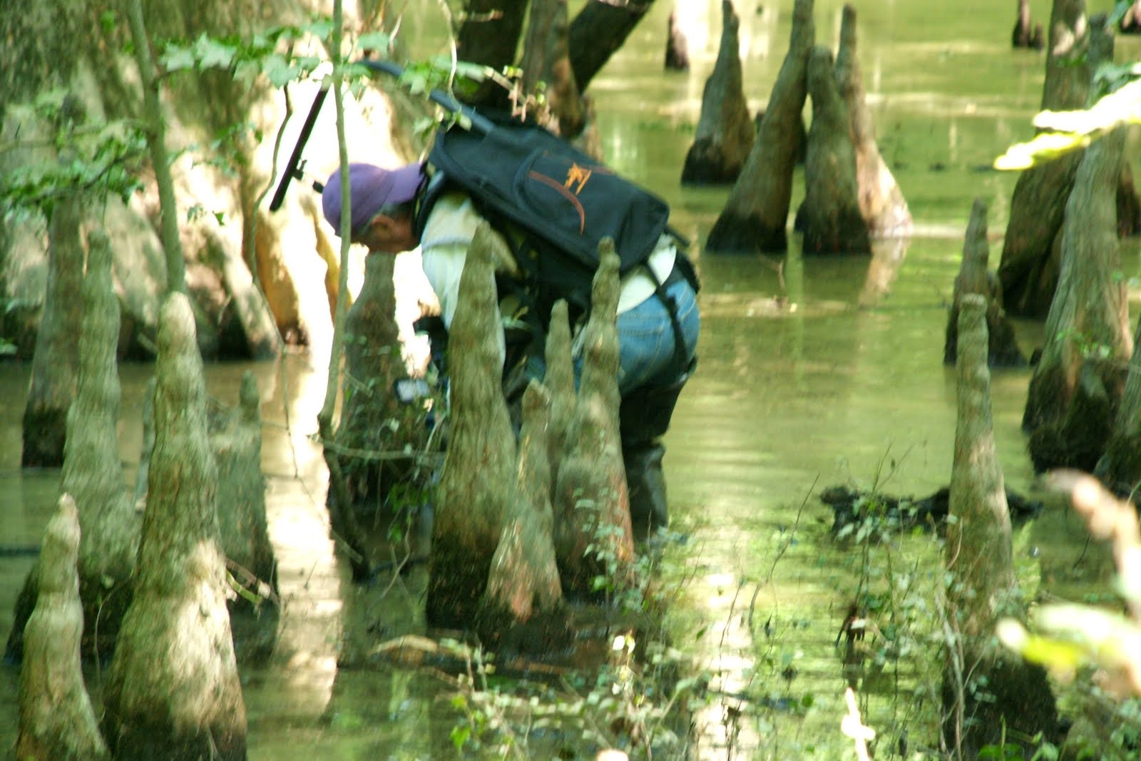 The CreativeNative Project The Magical Cypress Swamps of southeastern