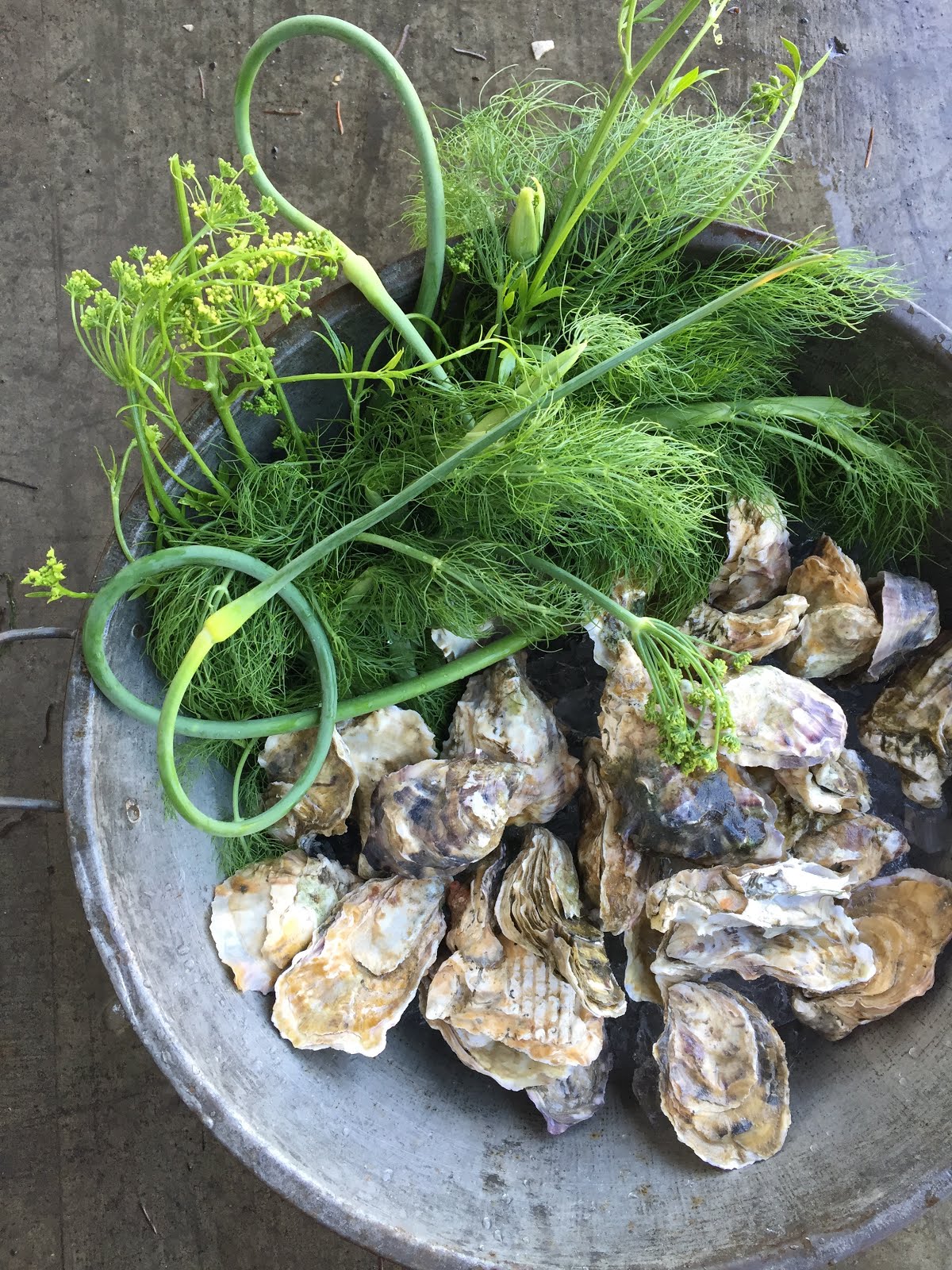 Oysters