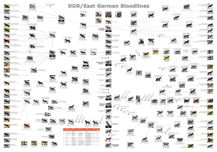 Image result for bloodlines German shepherd family tree