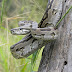 Pythons Are Cold-Blooded Killers But At Least They're Not Negligent Mothers