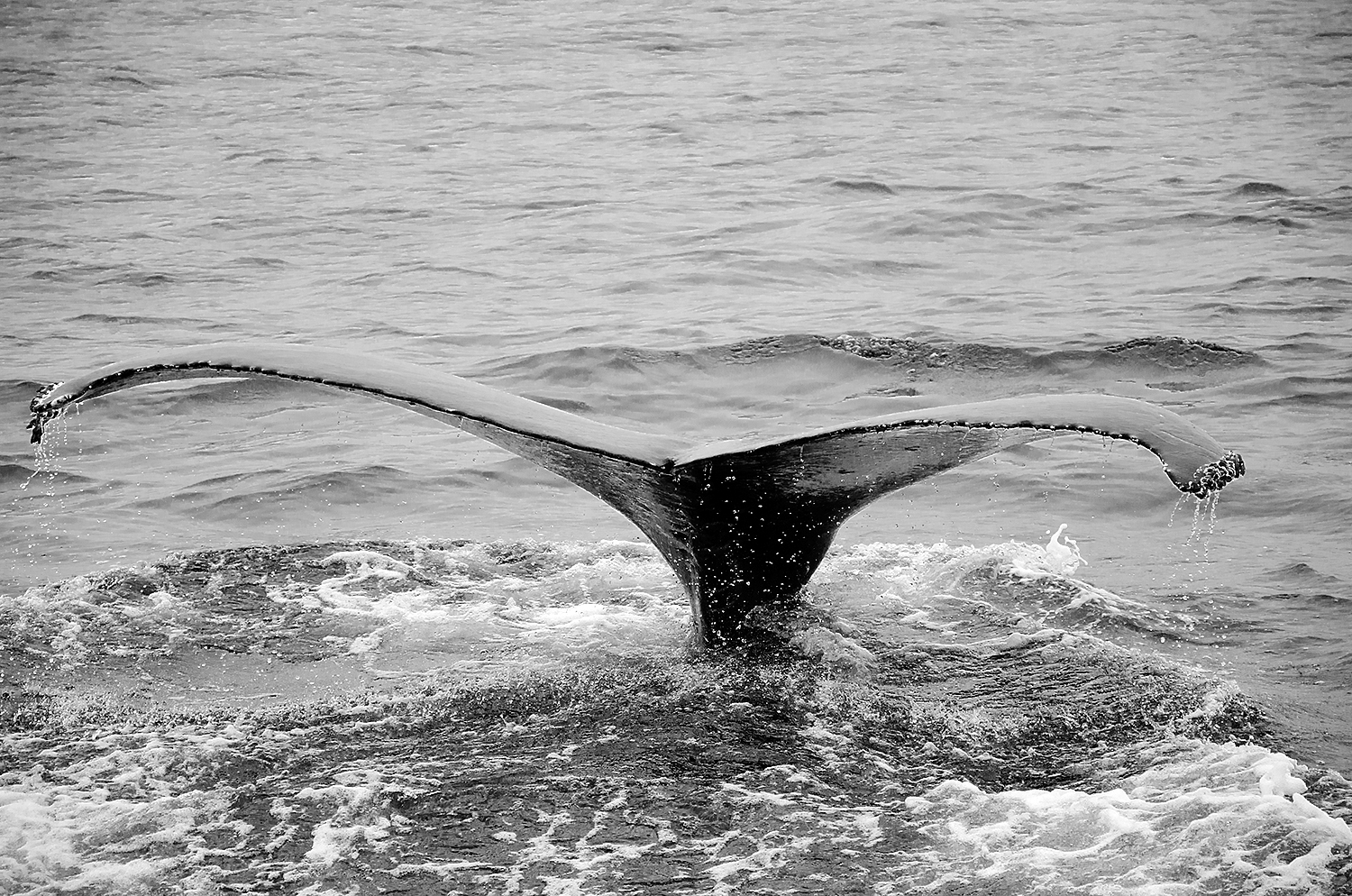 Angela Aurelio Photography: A Whale of a good time! Whale watching on