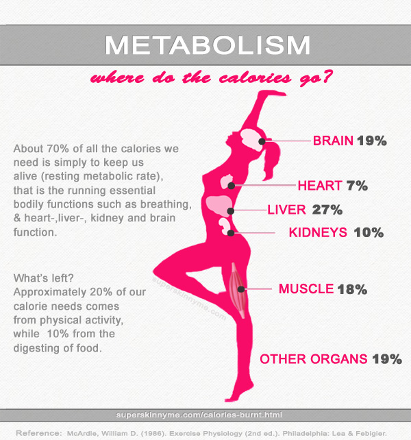 Fighting Anorexia My understanding of Metabolism