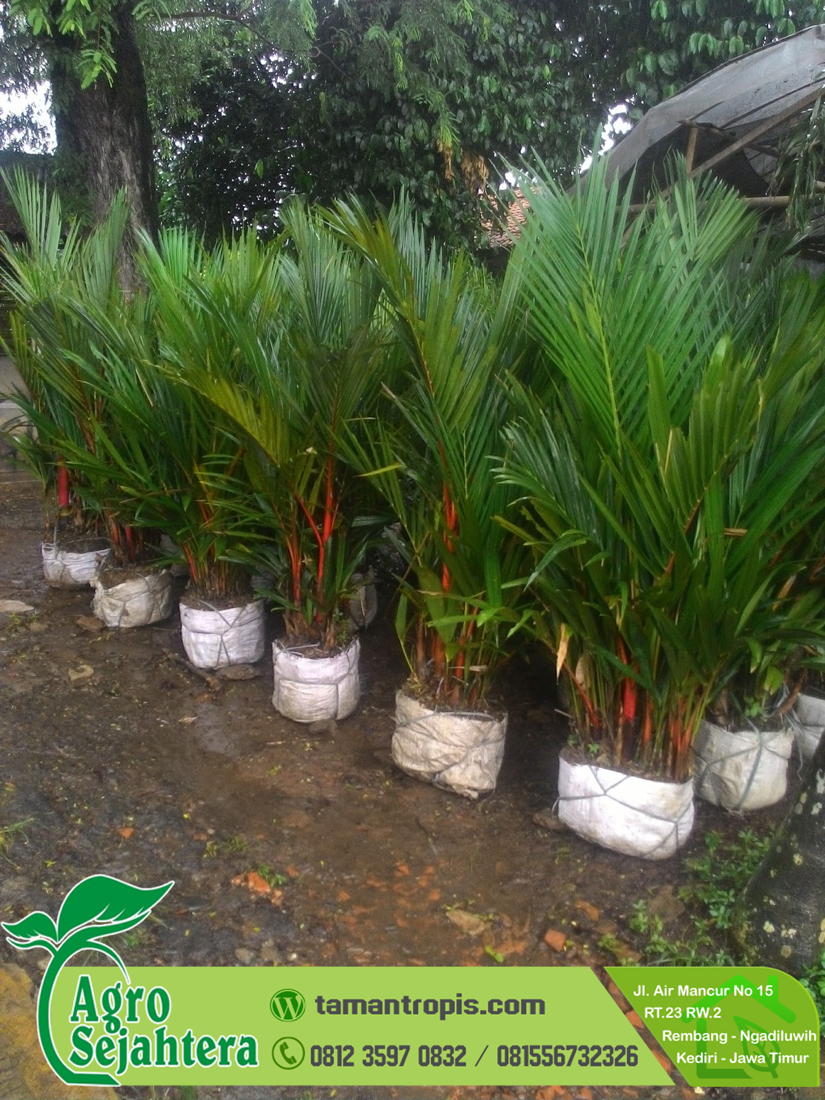 Harga Tanaman Palem Ekor Tupai