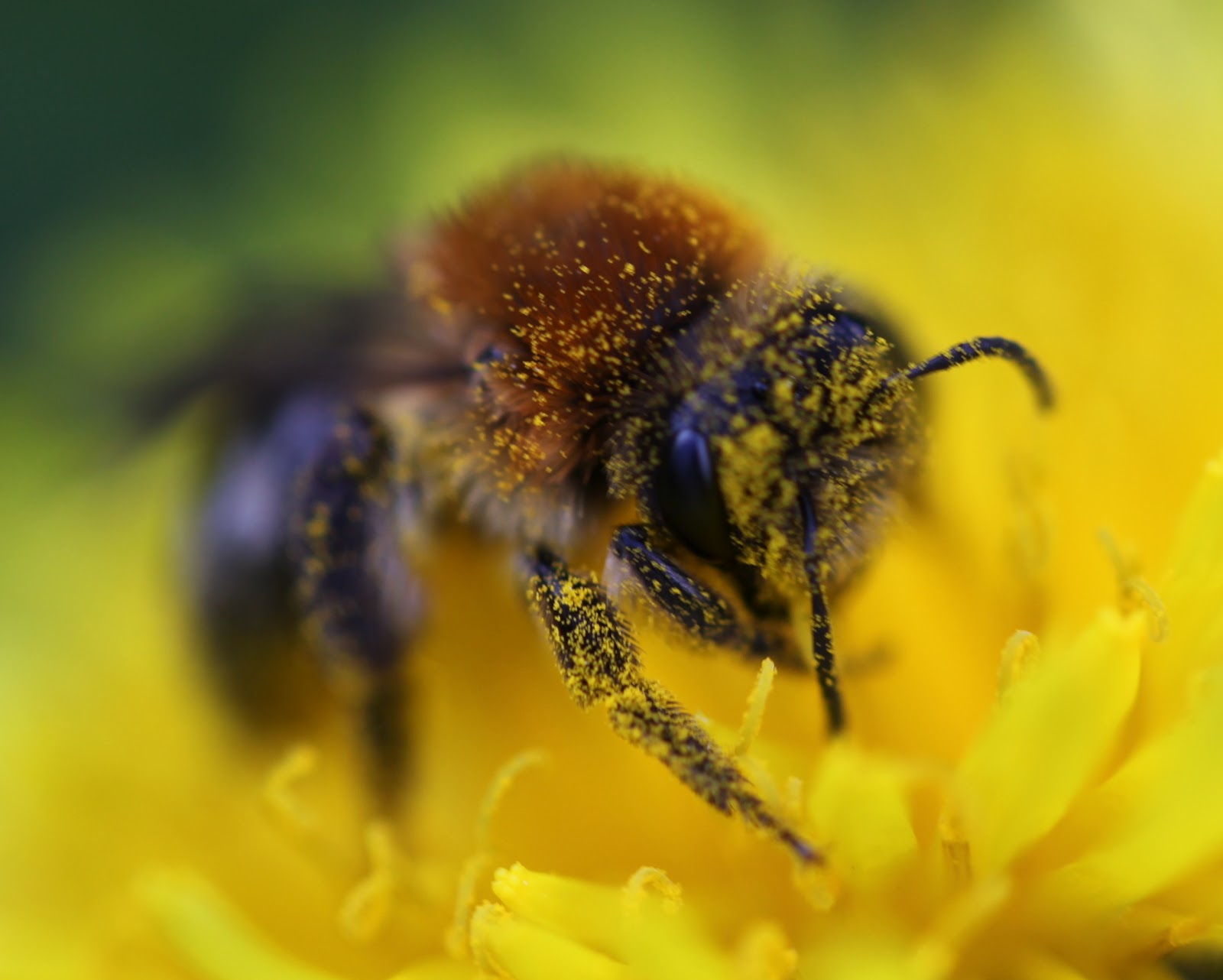 Brigit Strawbridge : Mass Insect Extinction; the Elephant in the Room?