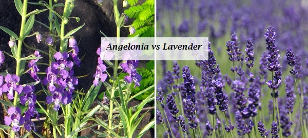  Bunga  Angelonia  Tetap Cantik Meski Bukan Lavender  Ayo 