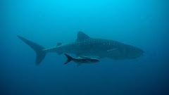 PERSAHABATAN IKAN HIU DAN IKAN REMORA #hiu #persahabatan