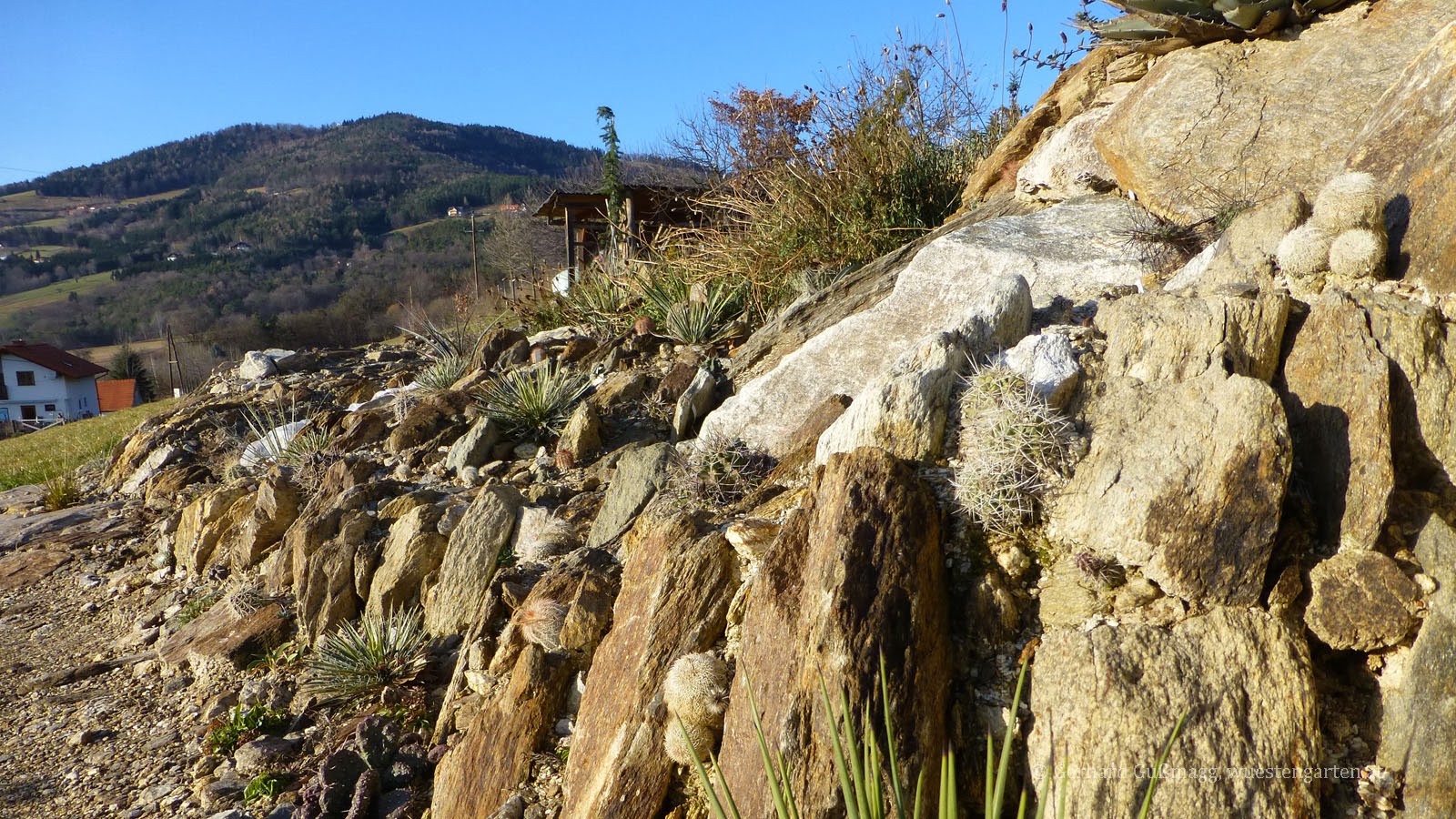 Der Wüstengarten: The Rock - Ein Fels im Wüstengarten