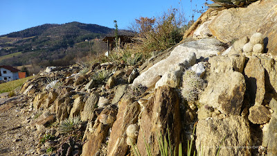 Der Wüstengarten: The Rock - Ein Fels im Wüstengarten