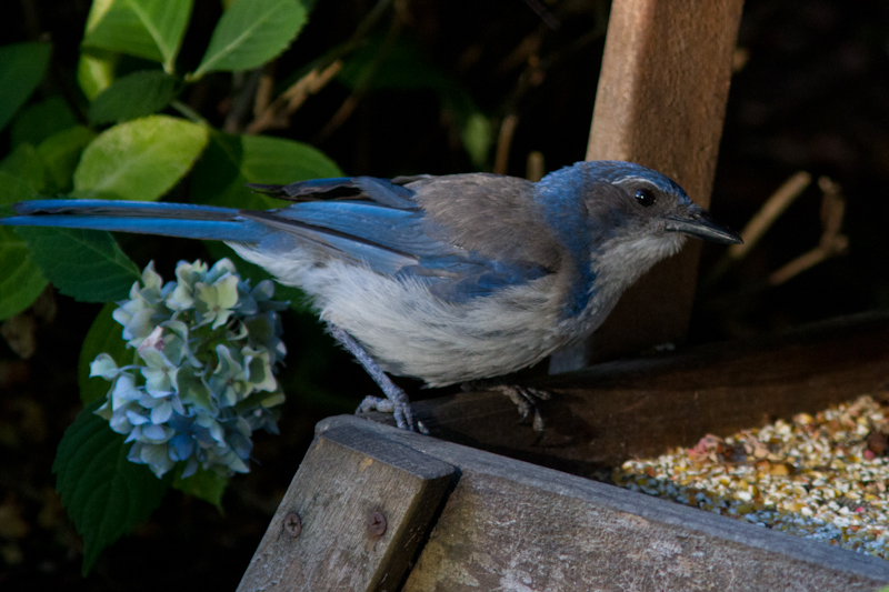 Eugene Backyard Birds