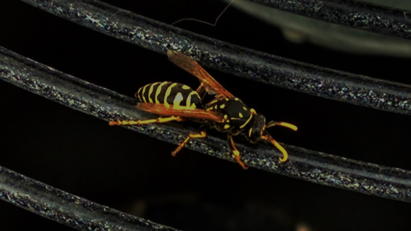 'Lissa's Life in the Southwest The Yellow Jacket Wasp