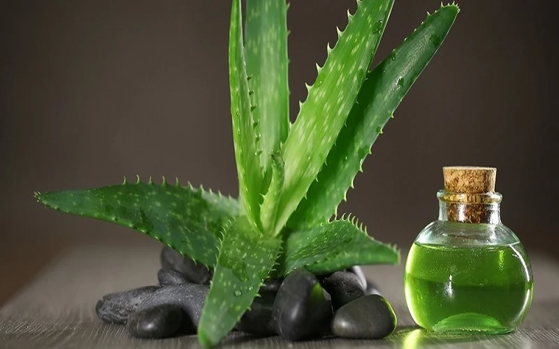 10 razões pelas quais toda casa deve ter uma planta de Aloe Vera